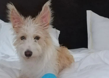 Caso de cadela morta à facada está perto de chegar ao Parlamento