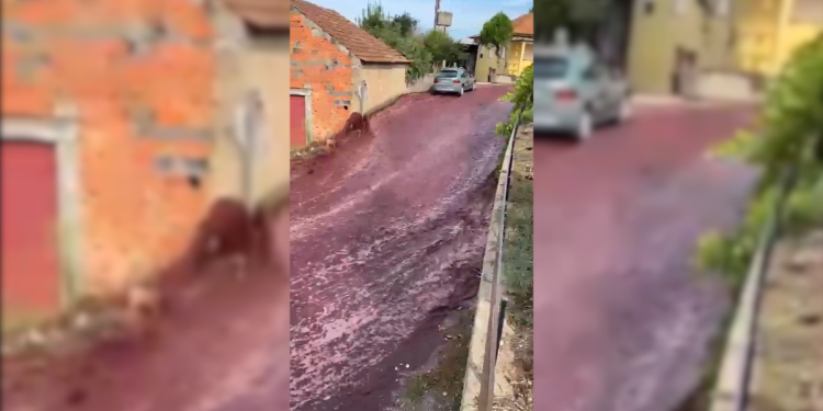 Rebentamento de depósitos de vinho inunda ruas de Anadia