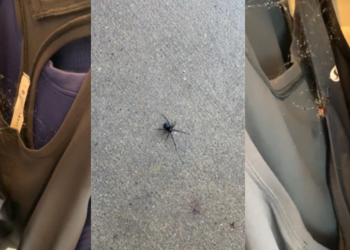 Vídeo viral no TikTok alerta para a lavagem de roupa nova antes da sua utilização