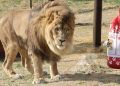 Leão mais solitário do mundo é libertado ao fim de seis anos