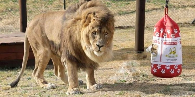 Leão mais solitário do mundo é libertado ao fim de seis anos