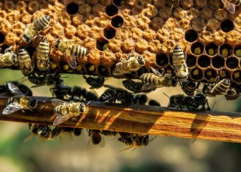 Grupo de estudantes atacado por vespas em Évora