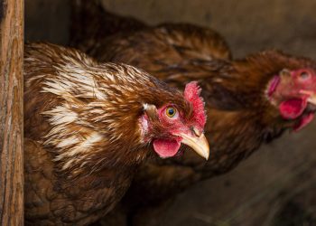 Aberta nova época de registo de galinhas poedeiras