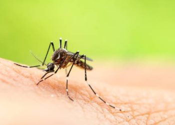Identificada em Lisboa espécie de mosquito que pode transmitir dengue e zinka