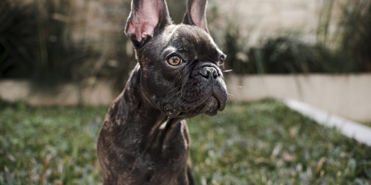 Pai da jovem morta pela irmã em Peniche terá tentado vender os cães a associação de resgate animal