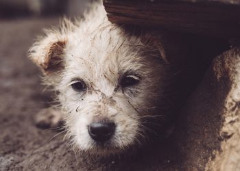 Cerca de 42 mil animais foram abandonados em 2022. Torres Vedras e Lisboa registam aumentos