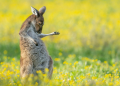 Canguru a tocar uma guitarra imaginária foi a vencedora do prémio “foto mais cómica do ano”