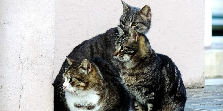 Clara pagou 600 euros para os três gatos viajarem na TAP. Os animais estão desaparecidos há três meses