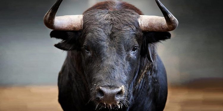 Portugal registou o número mais baixo de sempre de touradas em 2023