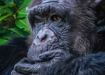 Macacos não esquecem os amigos mesmo que não os vejam por 25 anos, revela estudo