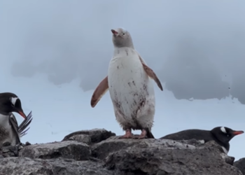 Veja as imagens do raro pinguim branco encontrado na Antártida