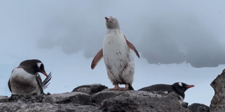 Veja as imagens do raro pinguim branco encontrado na Antártida