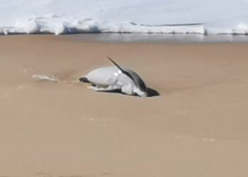 Golfinho morto dá à costa em Santa Cruz
