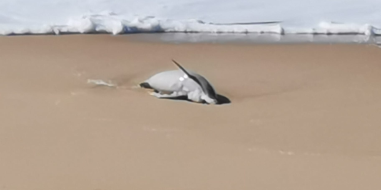 Golfinho morto dá à costa em Santa Cruz