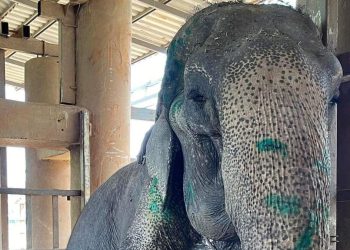 Elefante usada para carregar turistas deita-se pela primeira vez em 80 anos