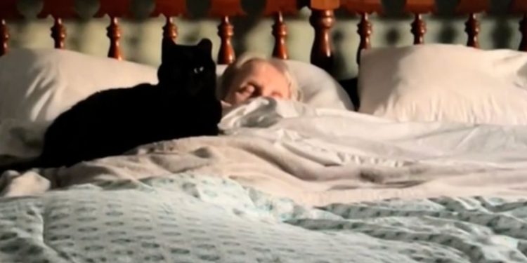 Juntas para sempre: Gata morre um dia depois da tutora de 94 anos