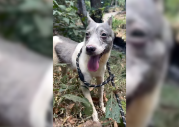 Cão viveu 14 anos numa jaula sem ter acesso ao exterior