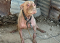 “O princípio da sua nova vida”: IRA resgata cão doente e acorrentado “sem água nem comida”