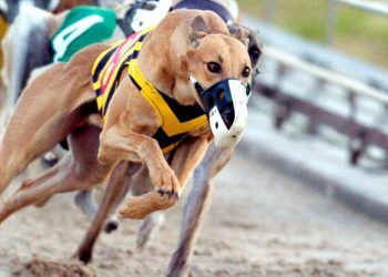 Corrida de Galgos no Cadaval gera indignação nas redes sociais