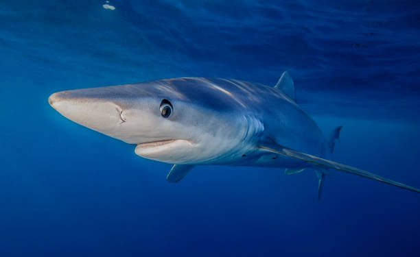 Tubarões de 2,5 metros avistados na Lagoa de Óbidos