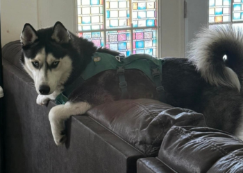 Cadela alerta dona para fuga de gás em casa e salva a família