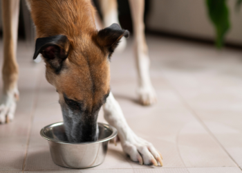 Animais vão ser os primeiros a experimentar carne criada em laboratório no Reino Unido