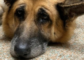 Pastor Alemão abandonado em montanha com boca e pescoço atados