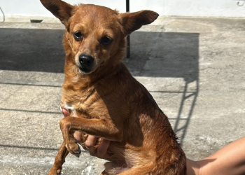 “Criminosa”: Mulher vai de férias para Espanha e abandona o cão nas ruas do Porto