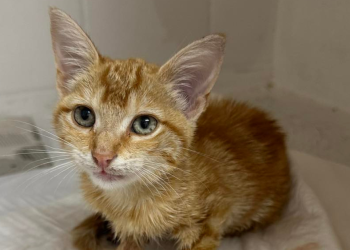 Vídeo: Gatinha bebé é retirada heroicamente de incêndio na Madeira