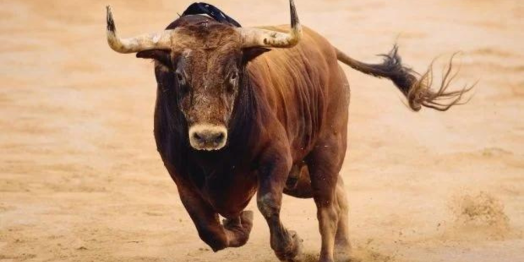 Criança de 10 anos colhida por touro em Coruche