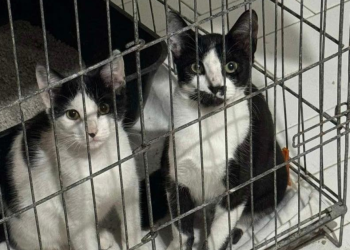 Casal divorcia-se e deixa três gatos ao abandono na rua em Leiria