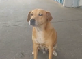 Cão perdeu a dona há 8 anos mas continua à sua espera no hospital