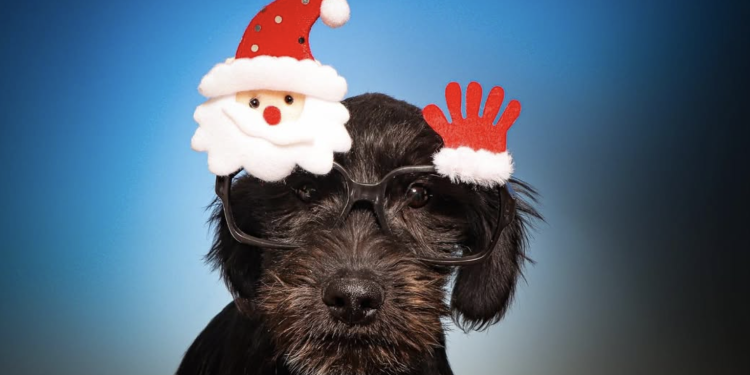 “Farruscada” este sábado: APA organiza tarde solidária com desfiles, prémios e muita diversão