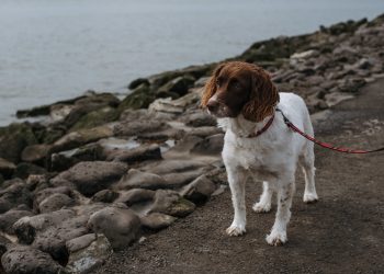 Cão abandonado foi resgatado das águas do rio Lima
