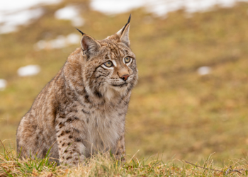 Zoo na Dinamarca faz apelo para doar animais de estimação para alimentar predadores