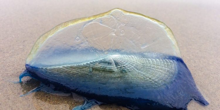 Caravela Portuguesa e Veleiro avistados nas praias de Santa Cruz, Santa Rita e Praia Azul
