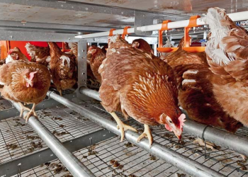 Detetado foco de gripe aviária em exploração na freguesia do Ramalhal