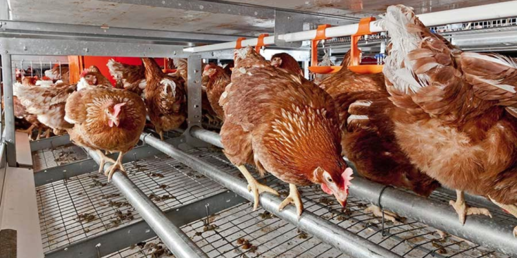 Detetado foco de gripe aviária em exploração na freguesia do Ramalhal