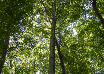 Dia Mundial da Árvore: Torres Vedras assinala data com atividades para toda a família