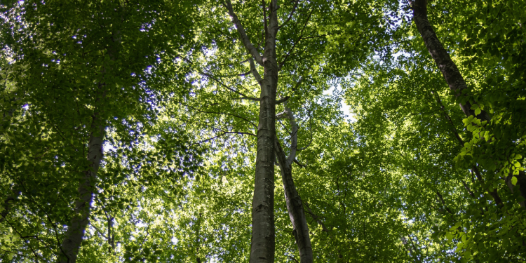 Dia Mundial da Árvore: Torres Vedras assinala data com atividades para toda a família